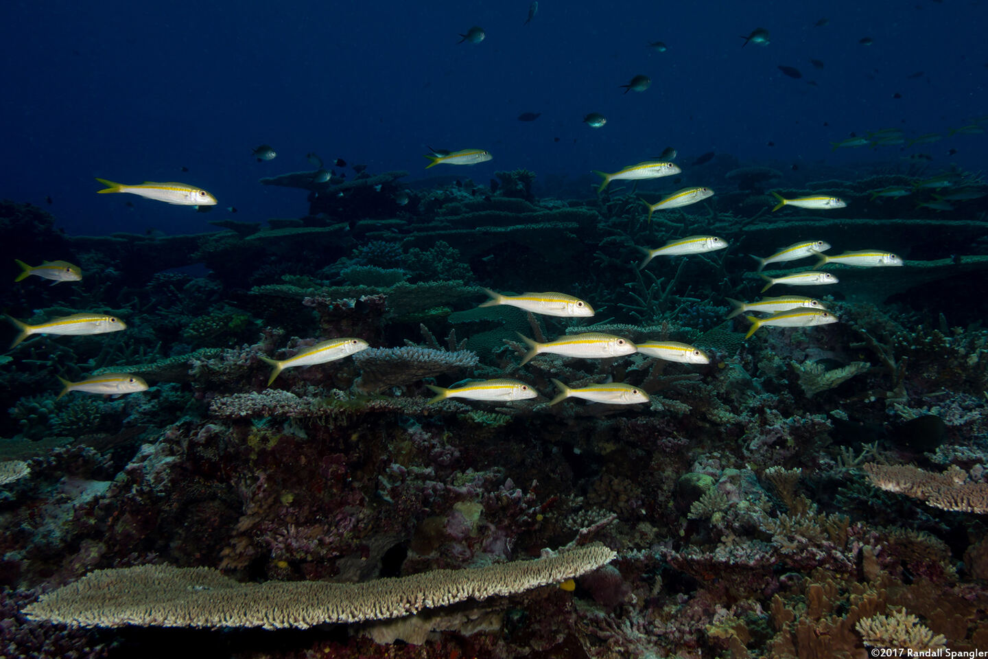 Mulloidichthys vanicolensis (Yellowfin Goatfish)