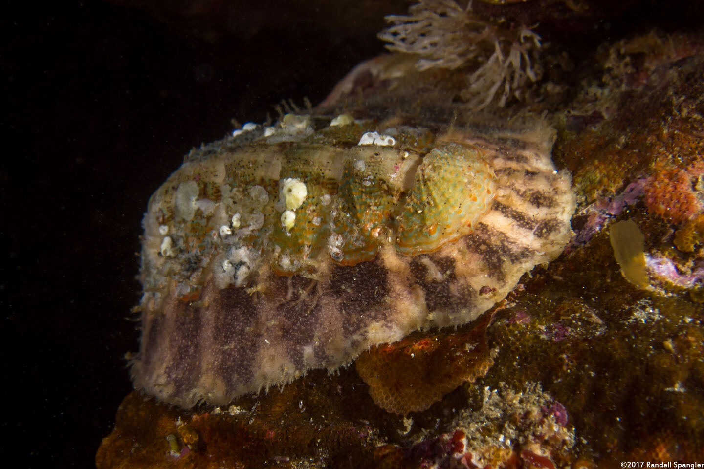 Mopalia ciliata (Hairy Chiton)