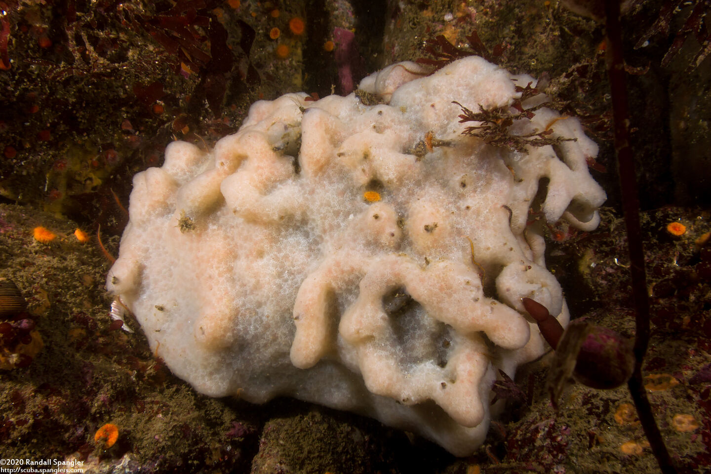 Aplidium californicum (Sea Pork)