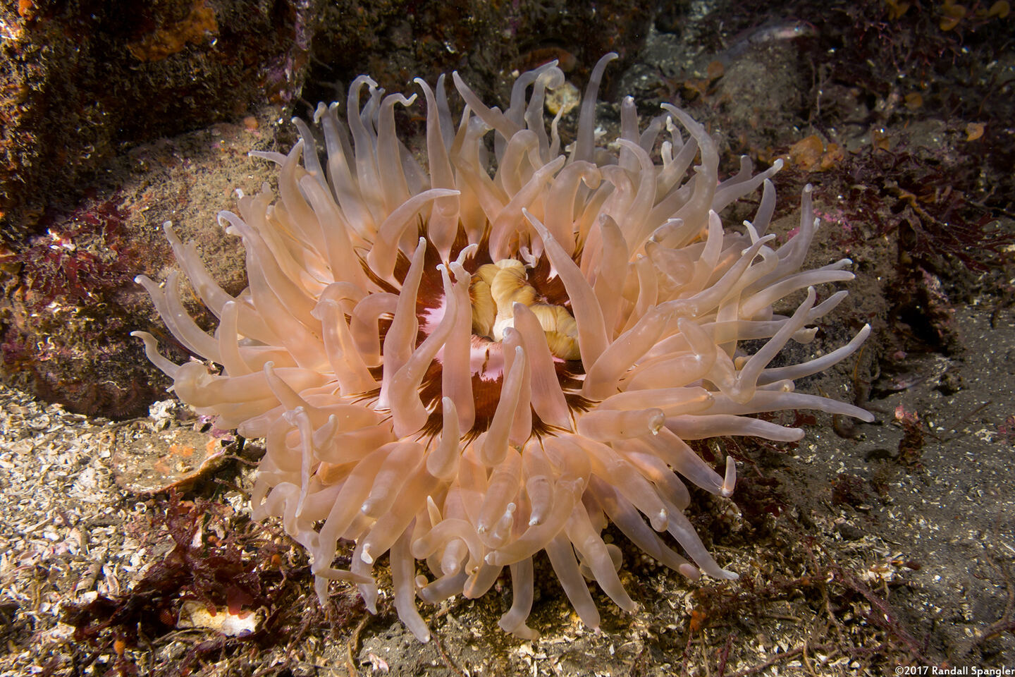 Urticina columbiana (Sand-Rose Anemone)