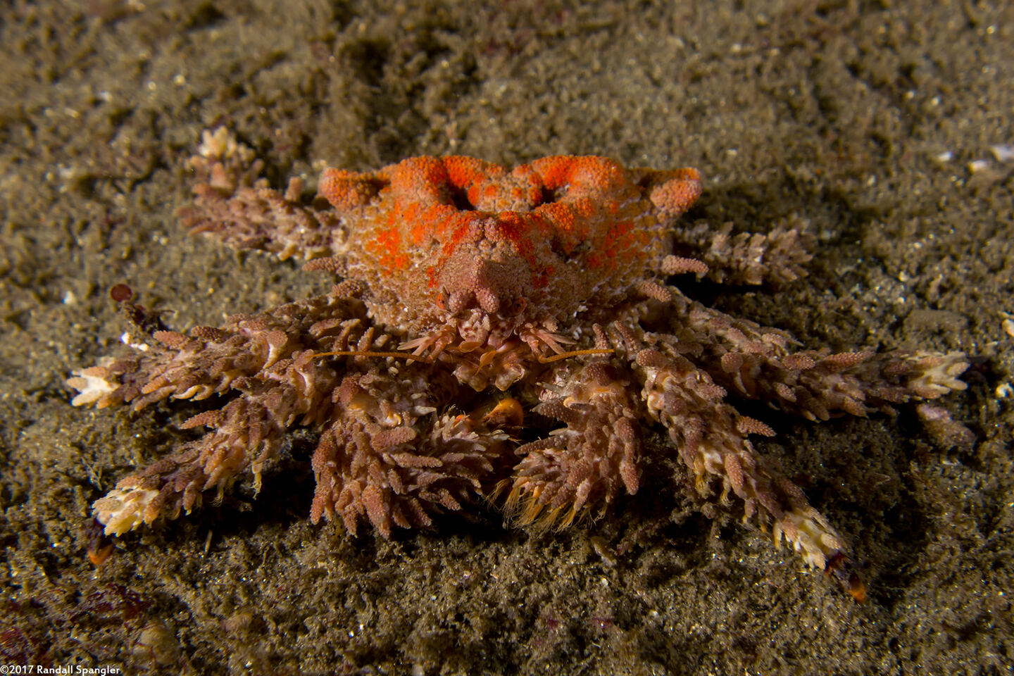 Phyllolithodes papillosus (Heart Crab)