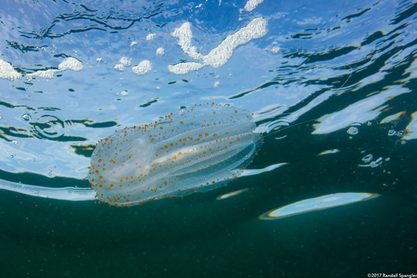 Leucothea pulchra (Leucothea Pulchra)