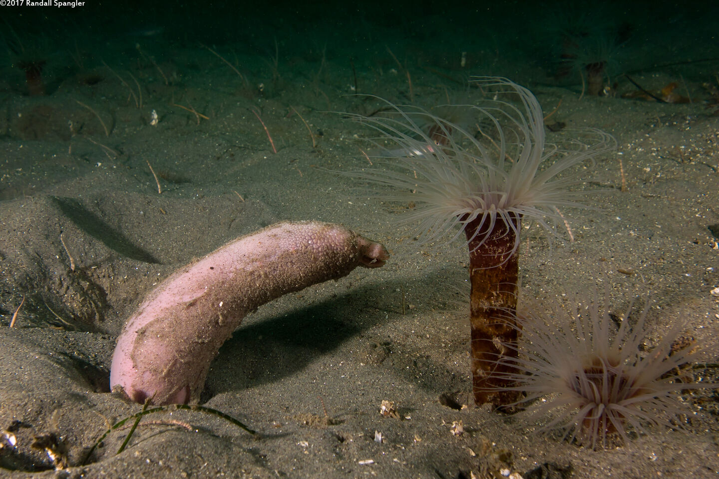 Urechis caupo (Fat Innkeeper Worm)