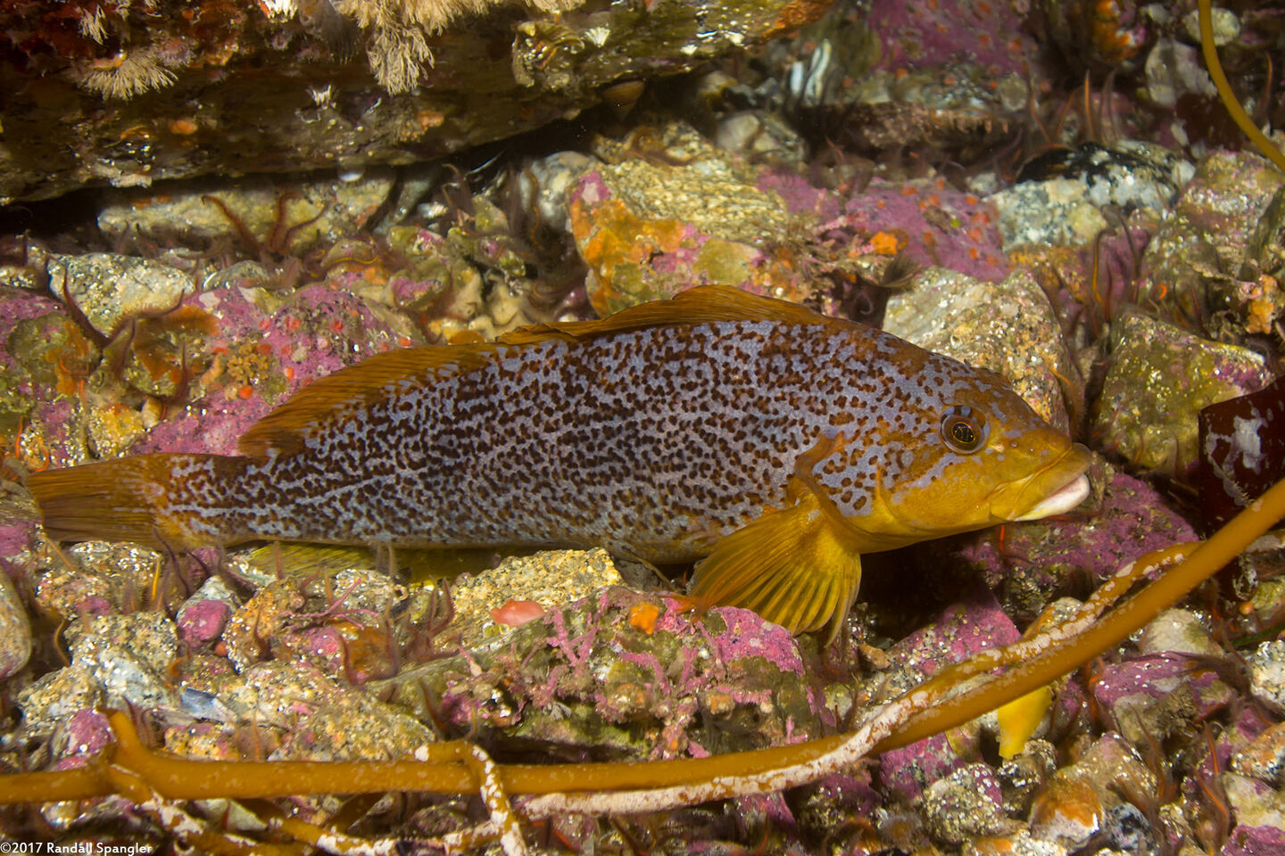 Hexagrammos decagrammus (Kelp Greenling)