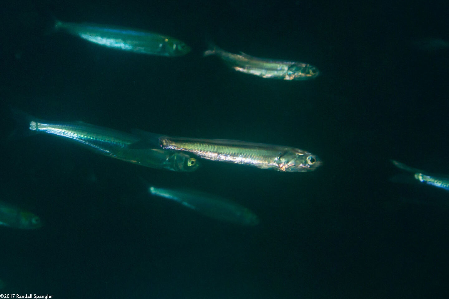 Engraulis mordax (Northern Anchovy)