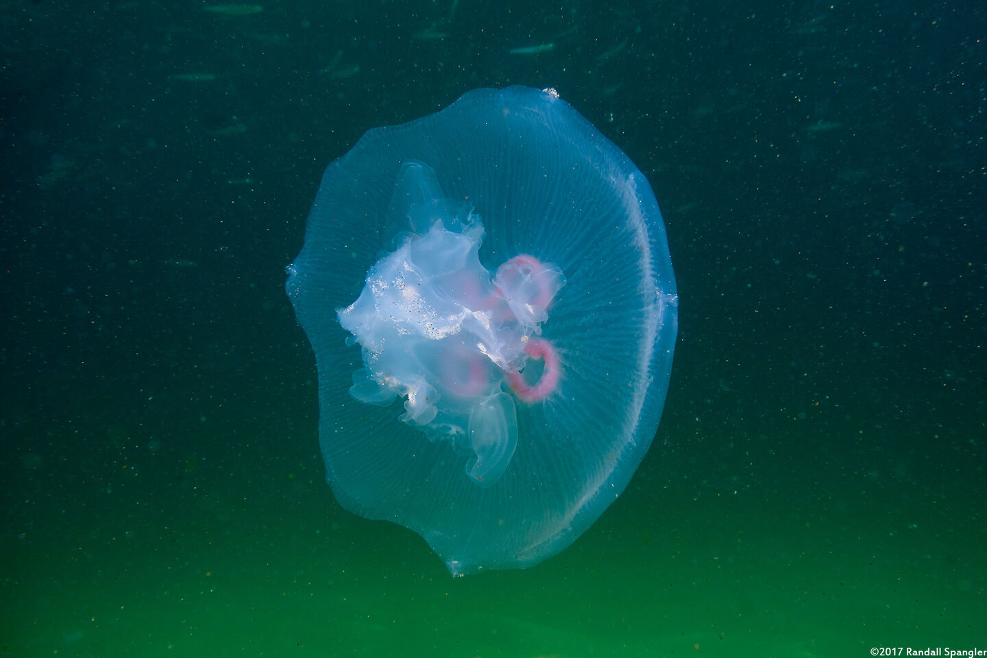 Aurelia aurita (Moon Jelly)