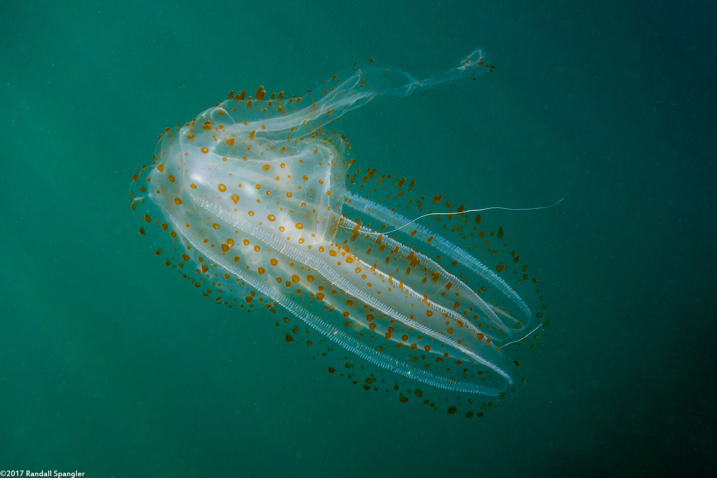 Leucothea pulchra (Leucothea Pulchra)