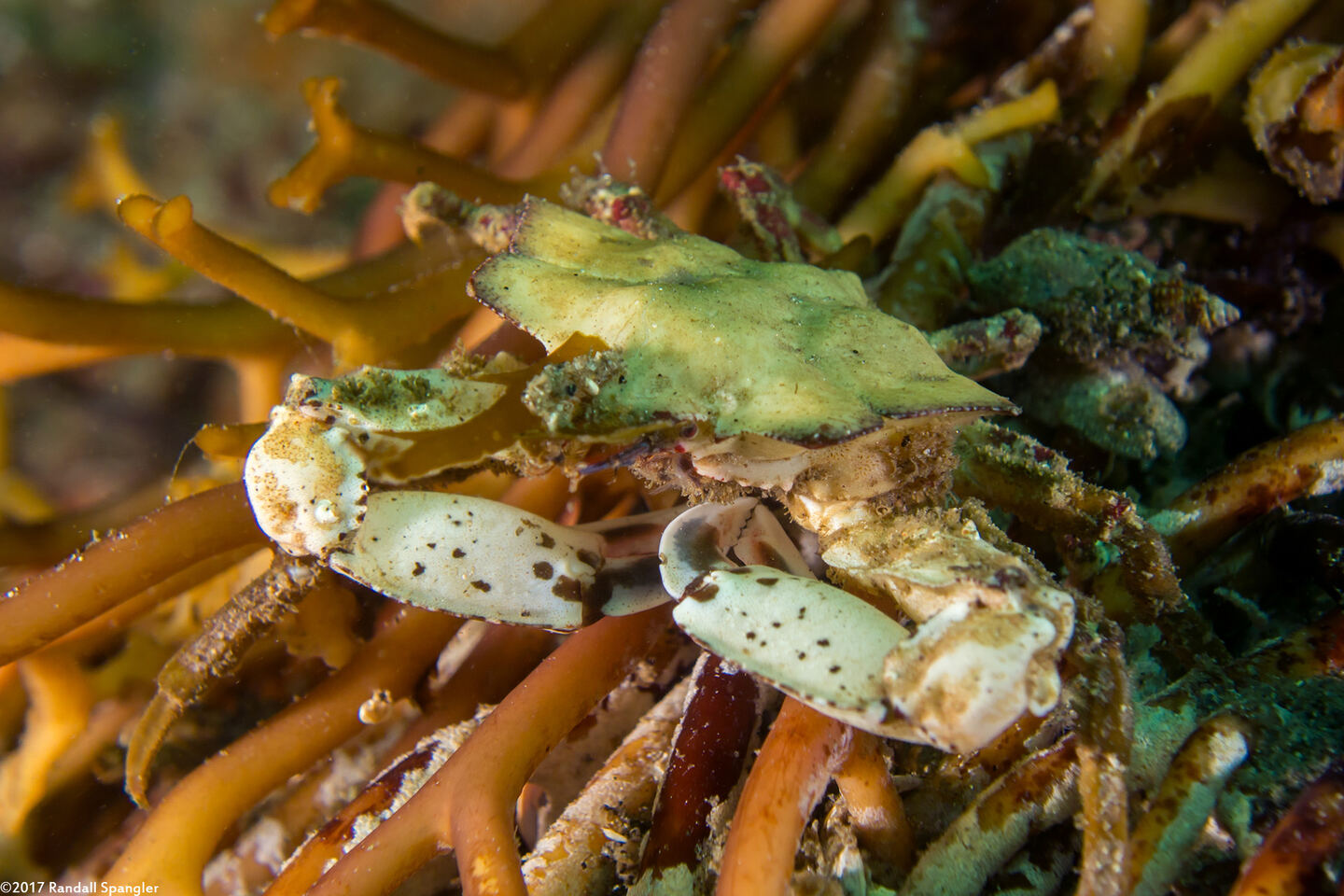 Pugettia foliata (Foliate Kelp Crab)