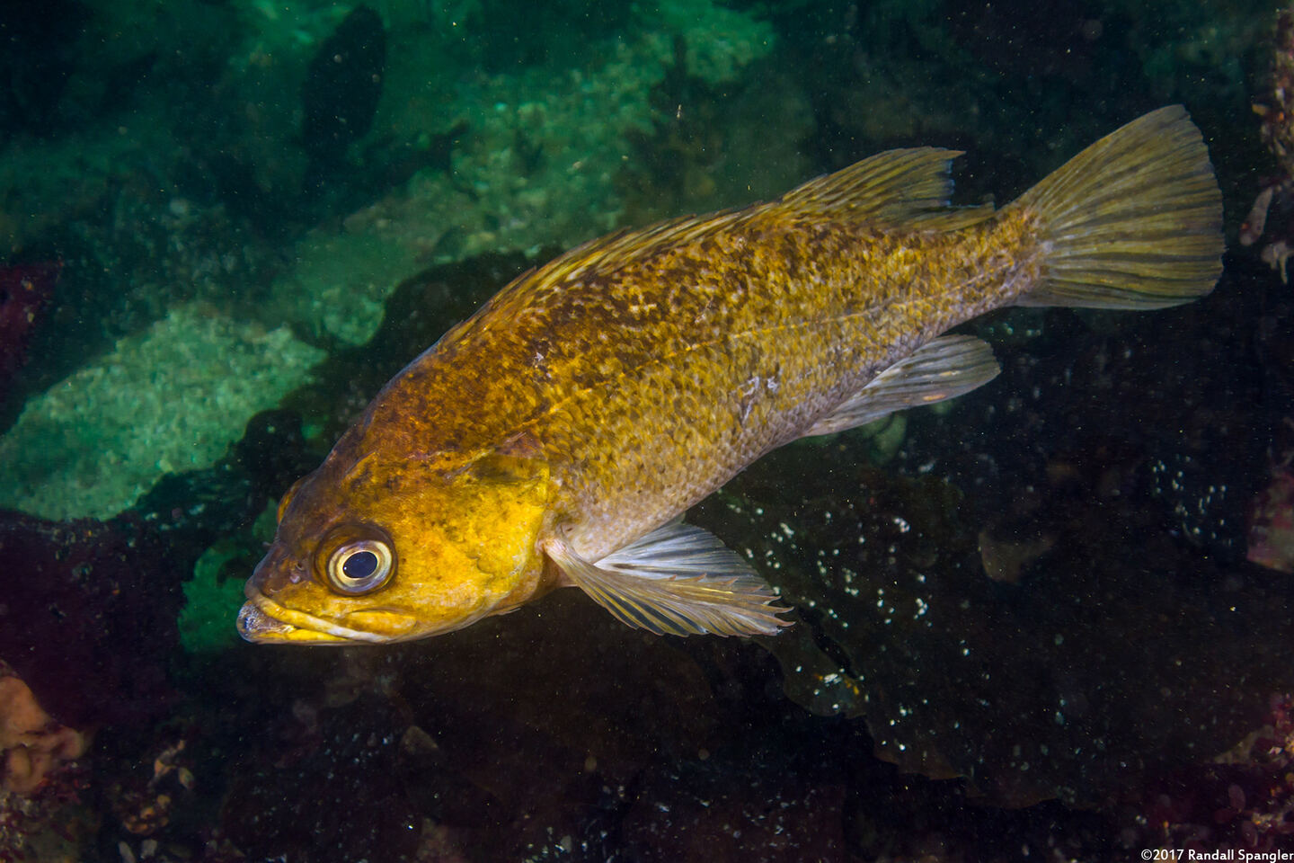 Sebastes atrovirens (Kelp Rockfish)
