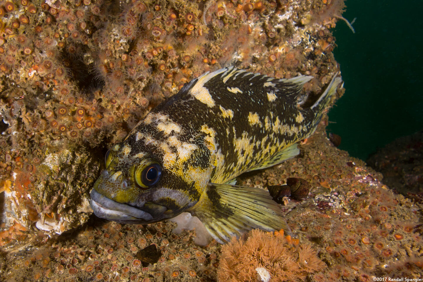 Sebastes chrysomelas (Black-and-Yellow Rockfish)