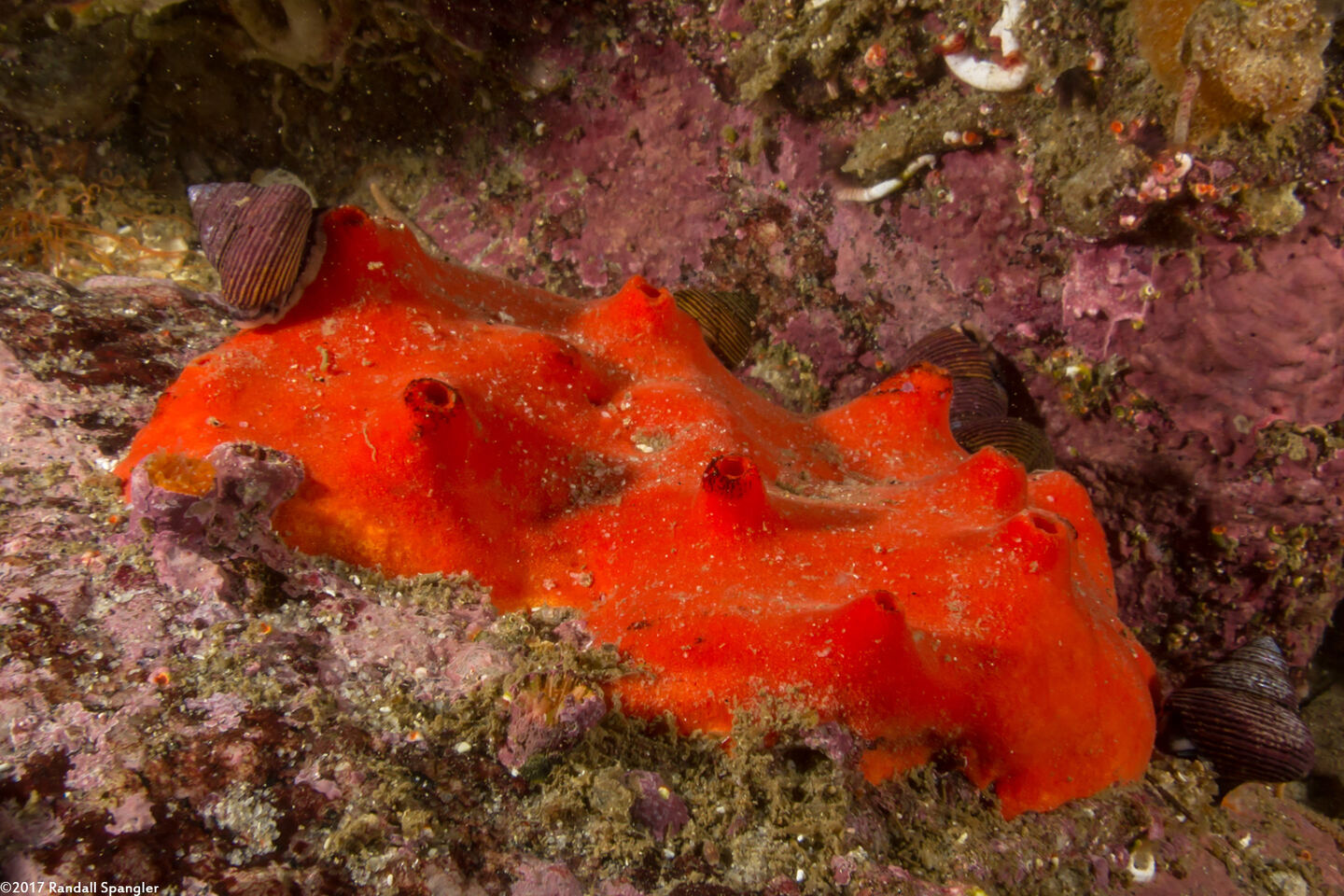 Acarnus erithacus (Red Volcano Sponge)