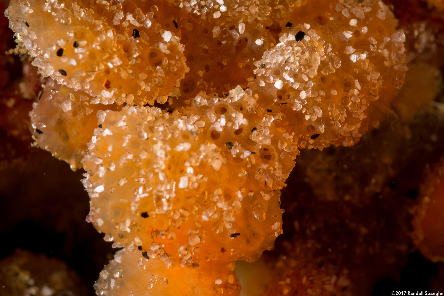 Ritterella pulchra (Ritterella Pulchra)