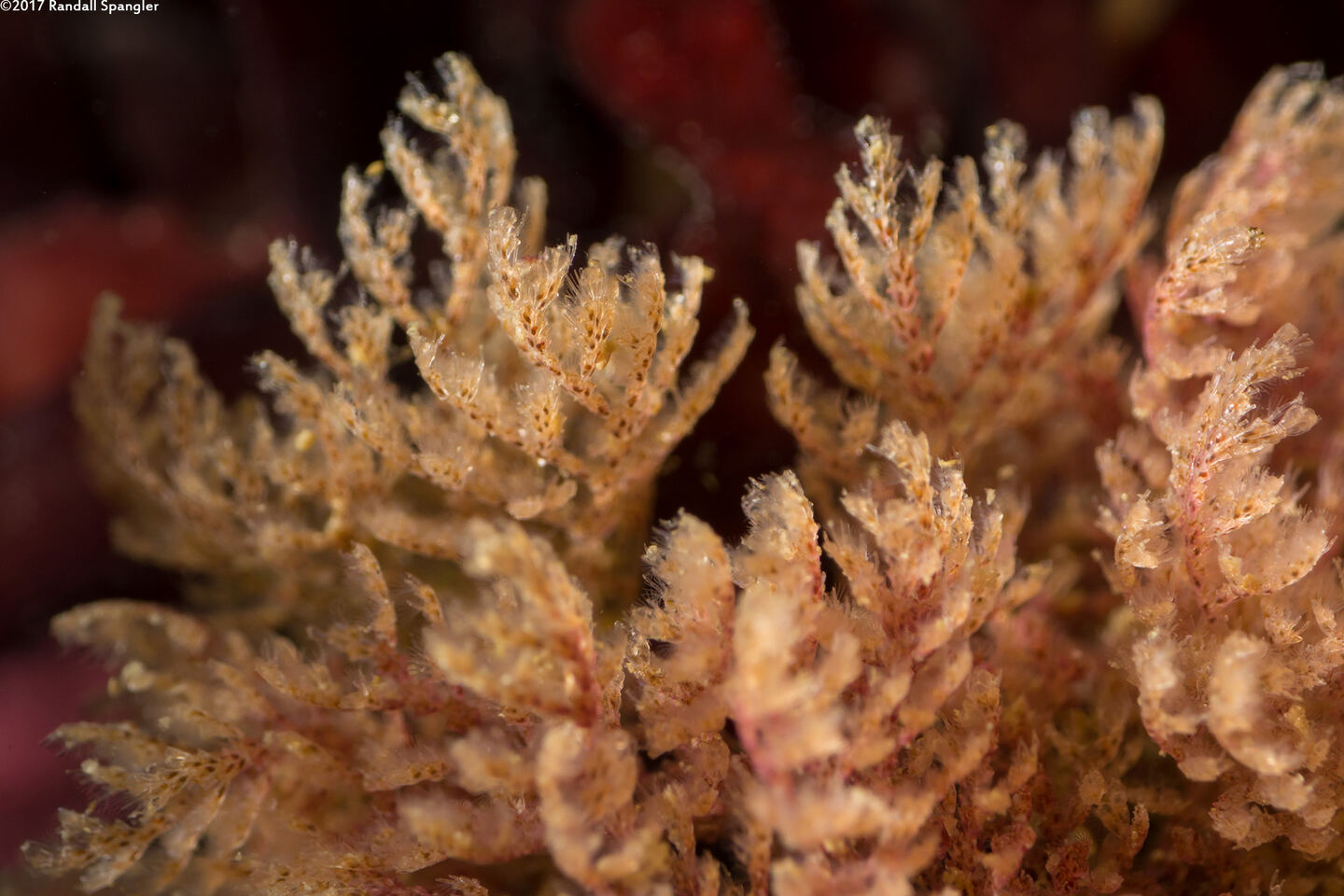 Scrupocellaria sp.1 (Scrupocellaria)