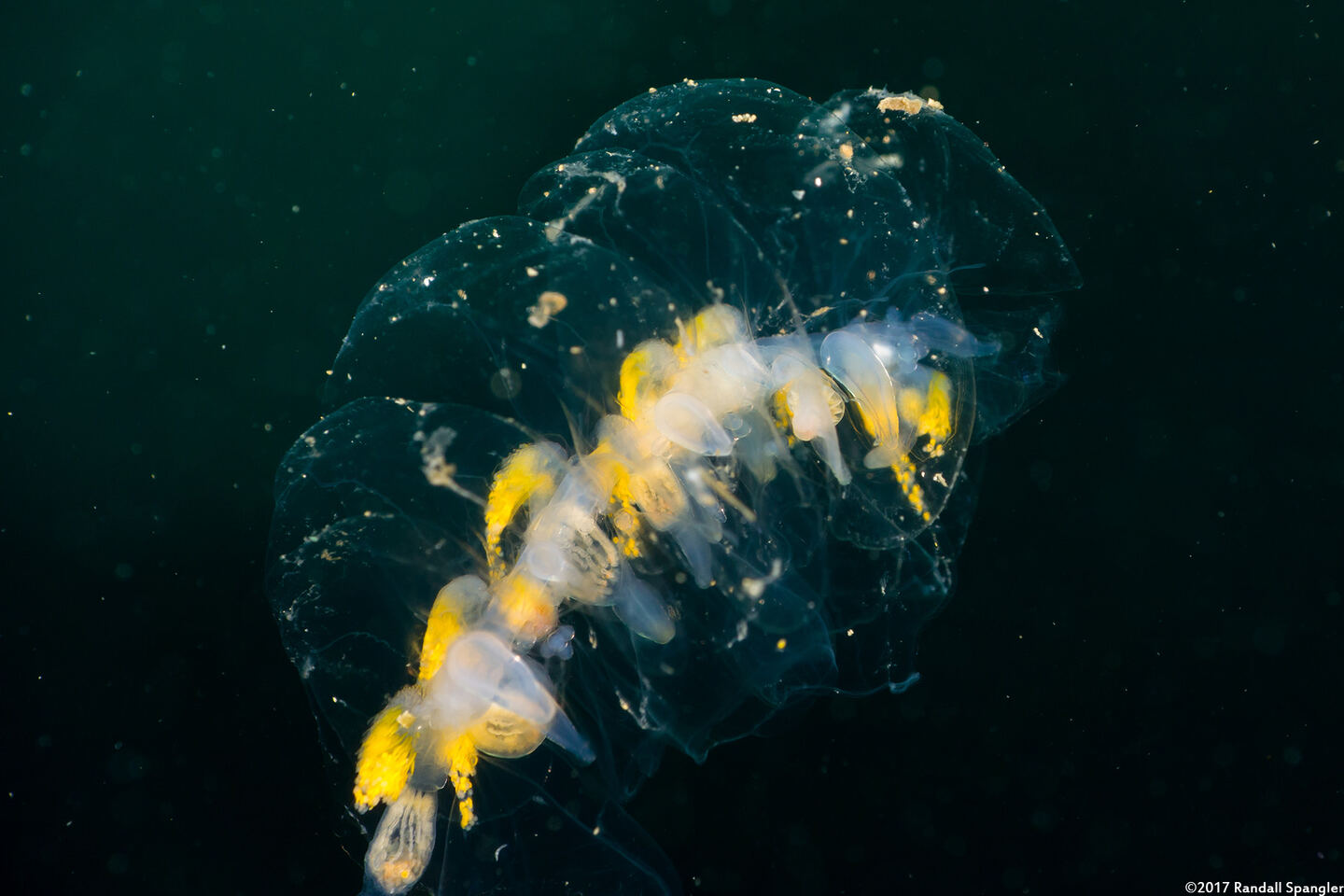 Praya sp.1 (Praya sp.1)