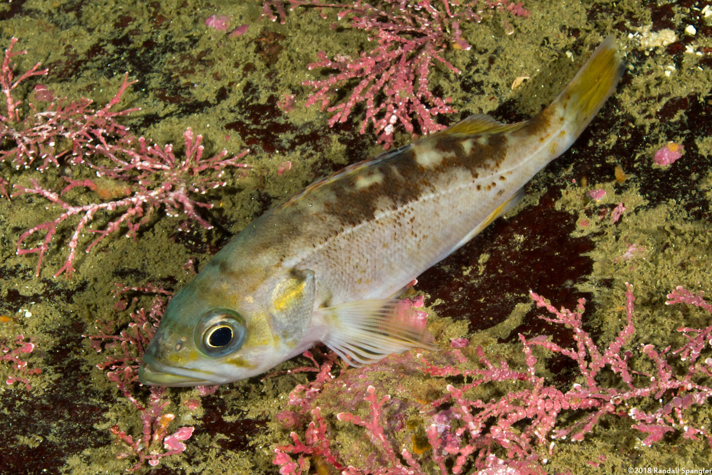 Sebastes flavidus (Yellowtail Rockfish)