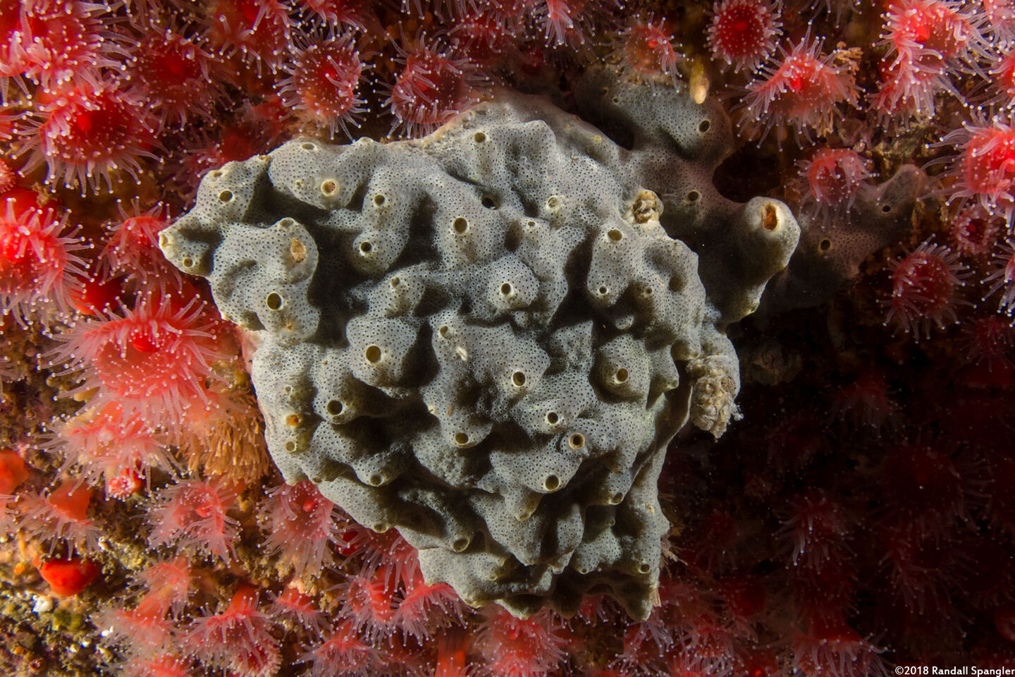 Trididemnum sp.1 (Trididemnum sp.1)