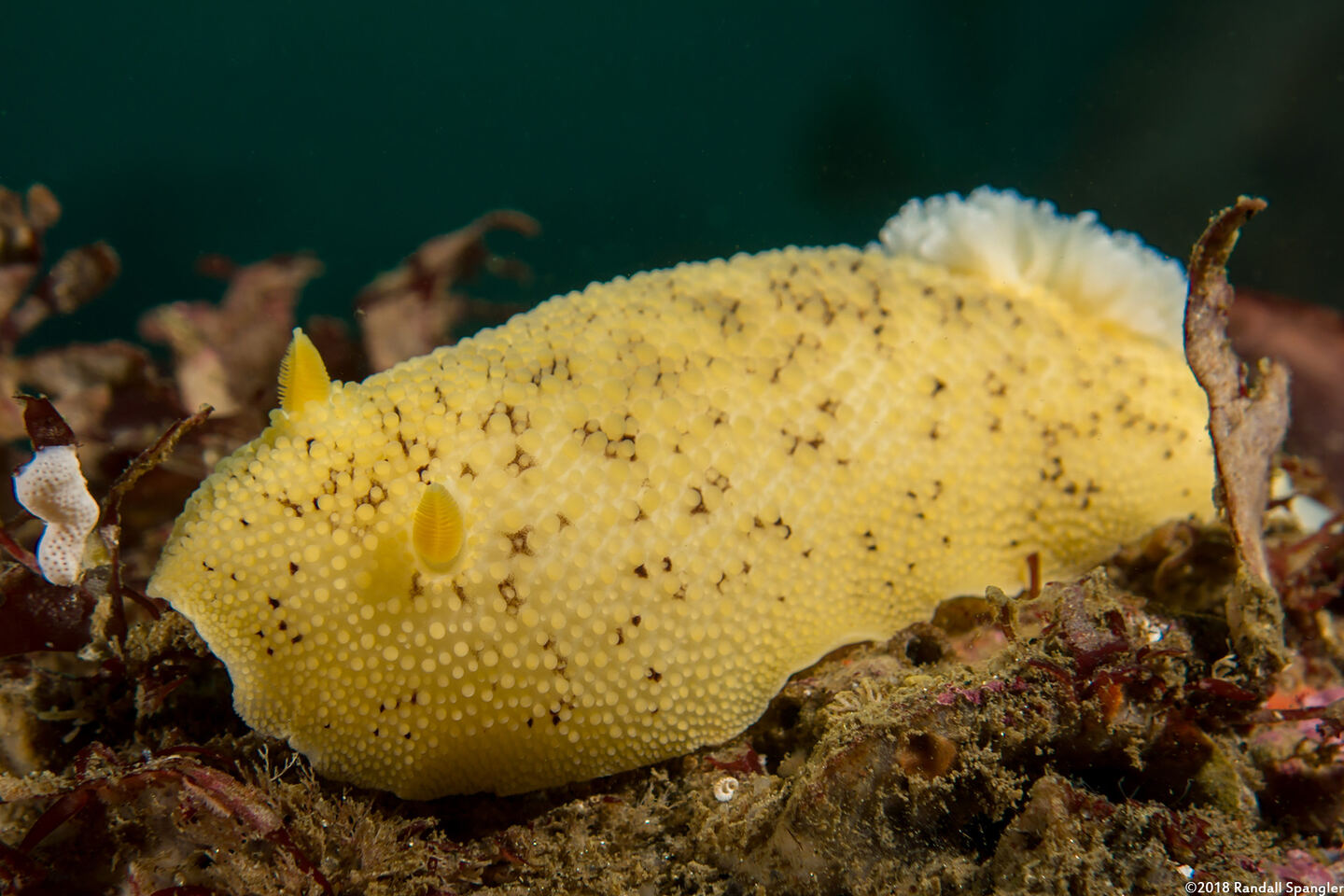 Peltodoris nobilis (Sea Lemon)