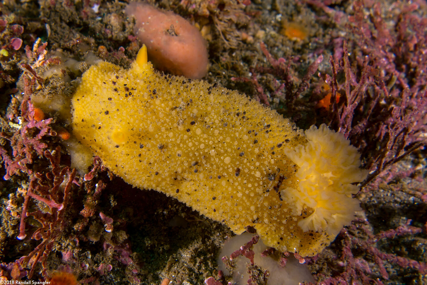Doris montereyensis (Monterey Dorid)