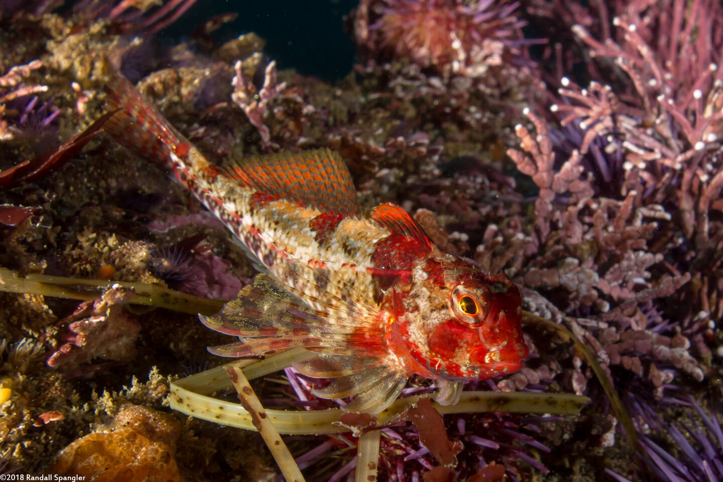 Orthonopias triacis (Snubnose Sculpin)