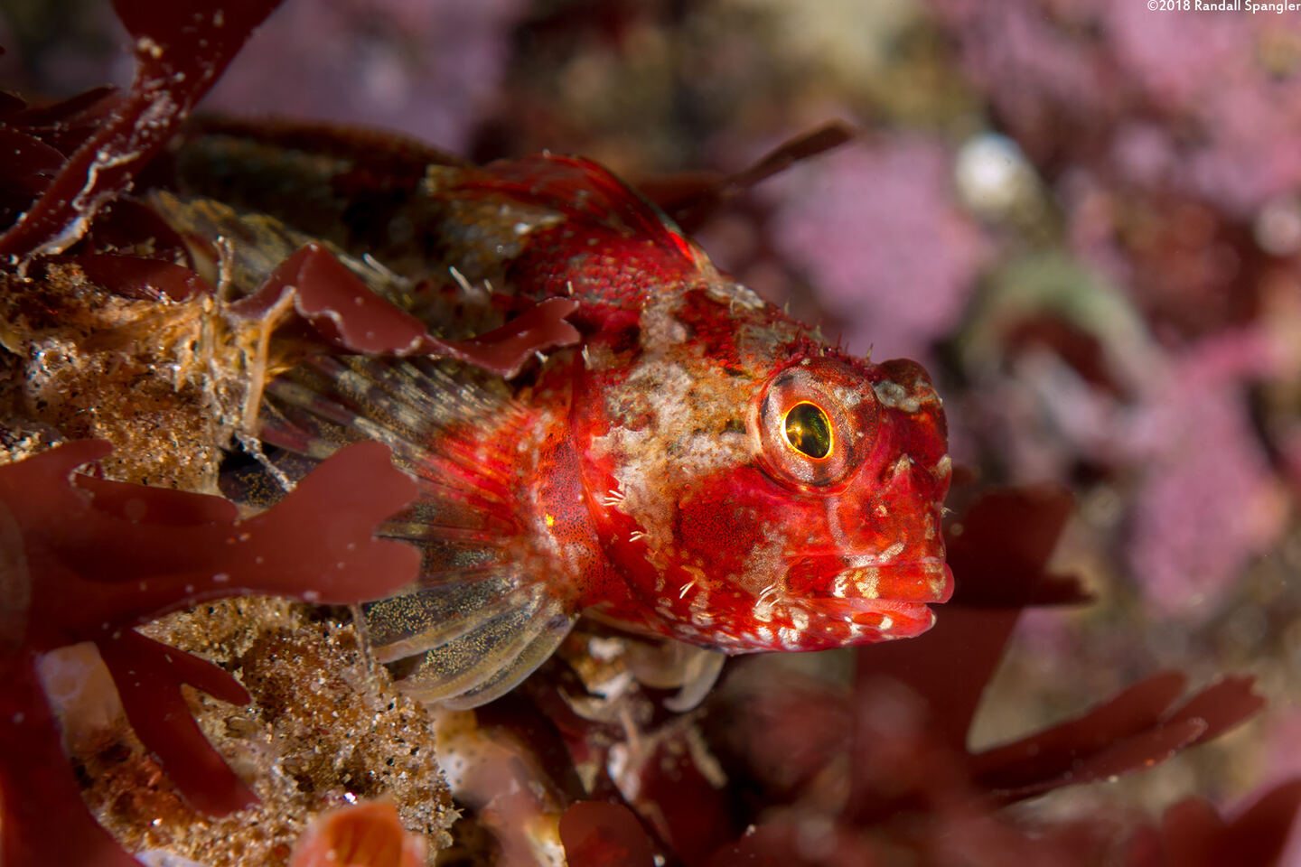 Orthonopias triacis (Snubnose Sculpin)
