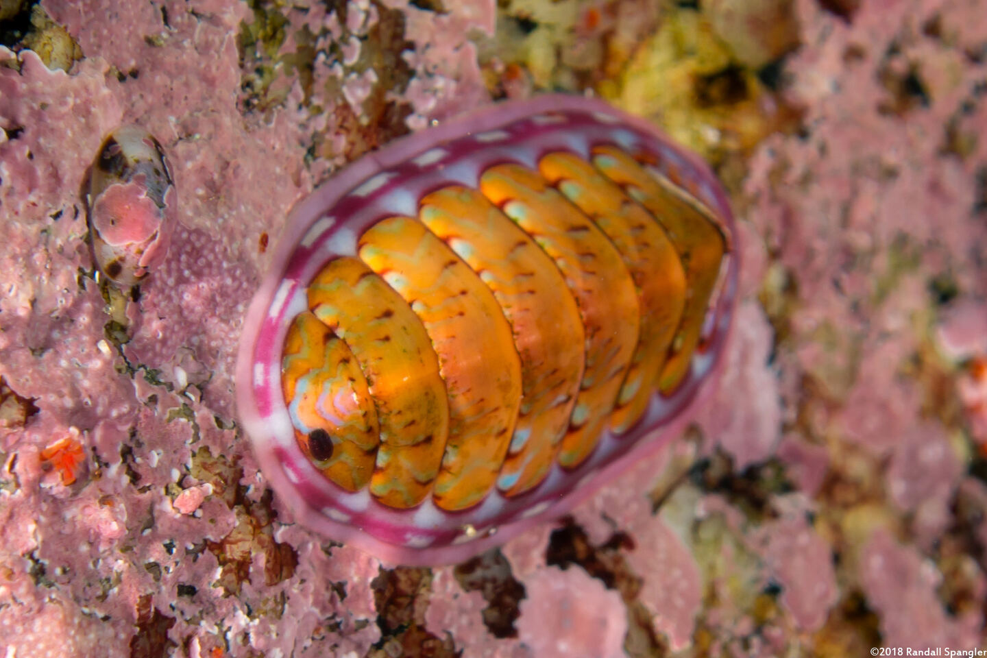 Tonicella lineata (Blue Lined Chiton)