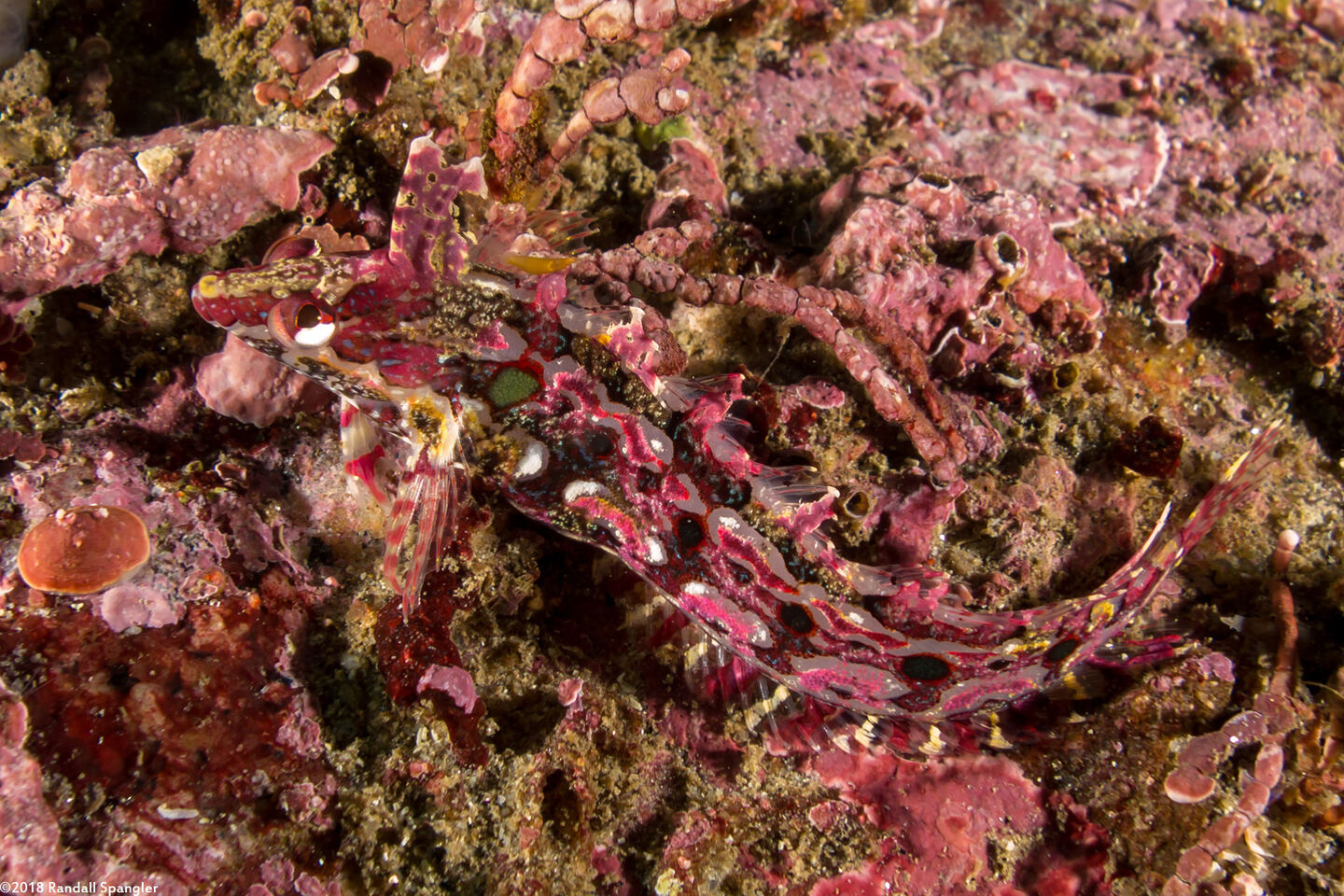 Gibbonsia montereyensis (Crevice Kelpfish)