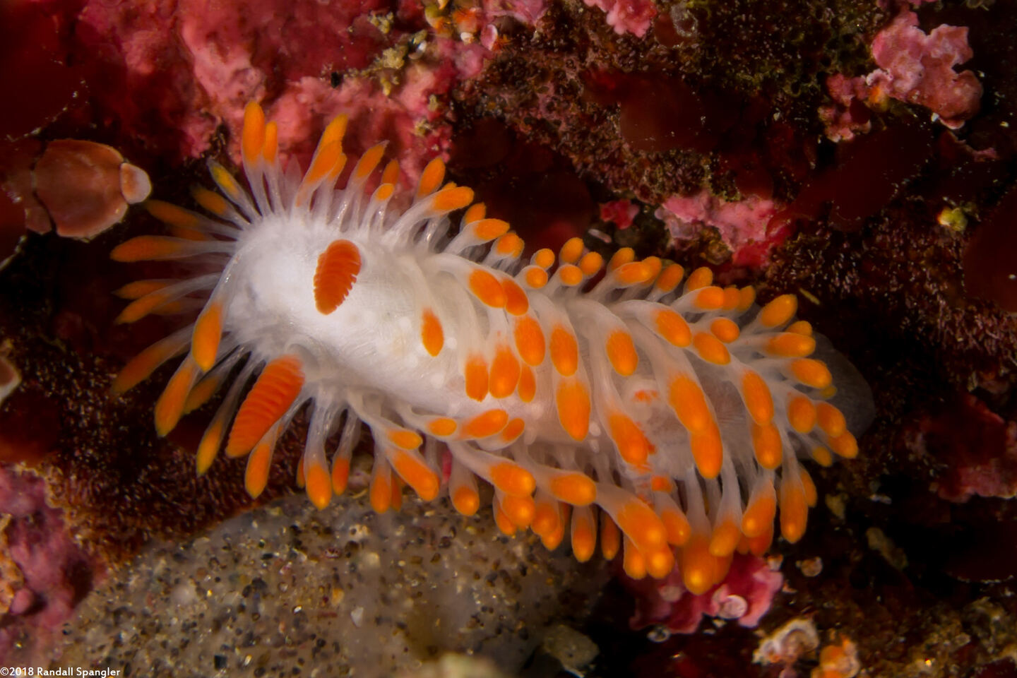 Limacia cockerelli (Cockerell's Dorid)