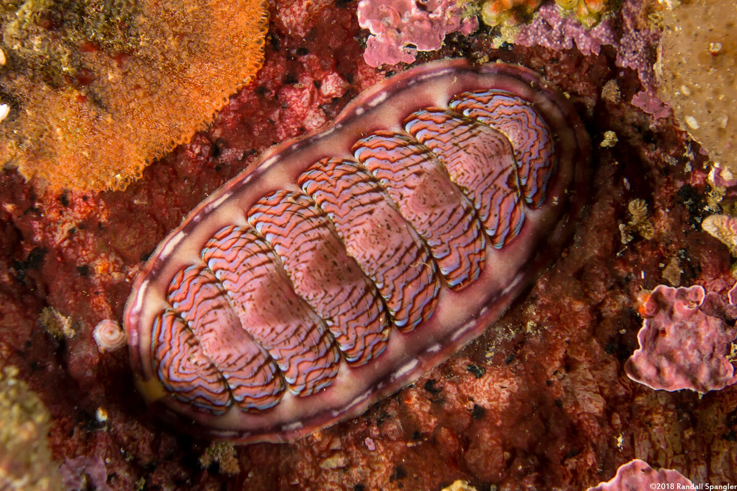Tonicella lokii (Flame Lined Chiton)