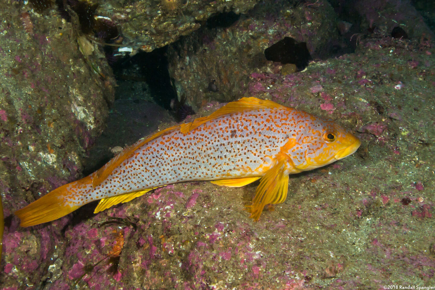 Hexagrammos decagrammus (Kelp Greenling)