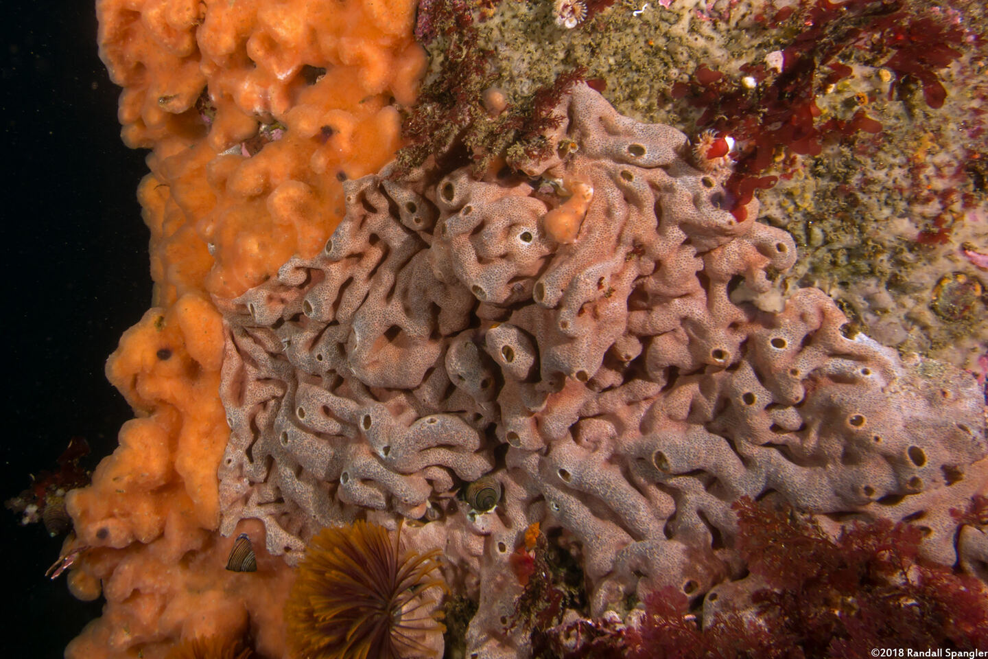 Trididemnum opacum (Trididemnum Opacum)