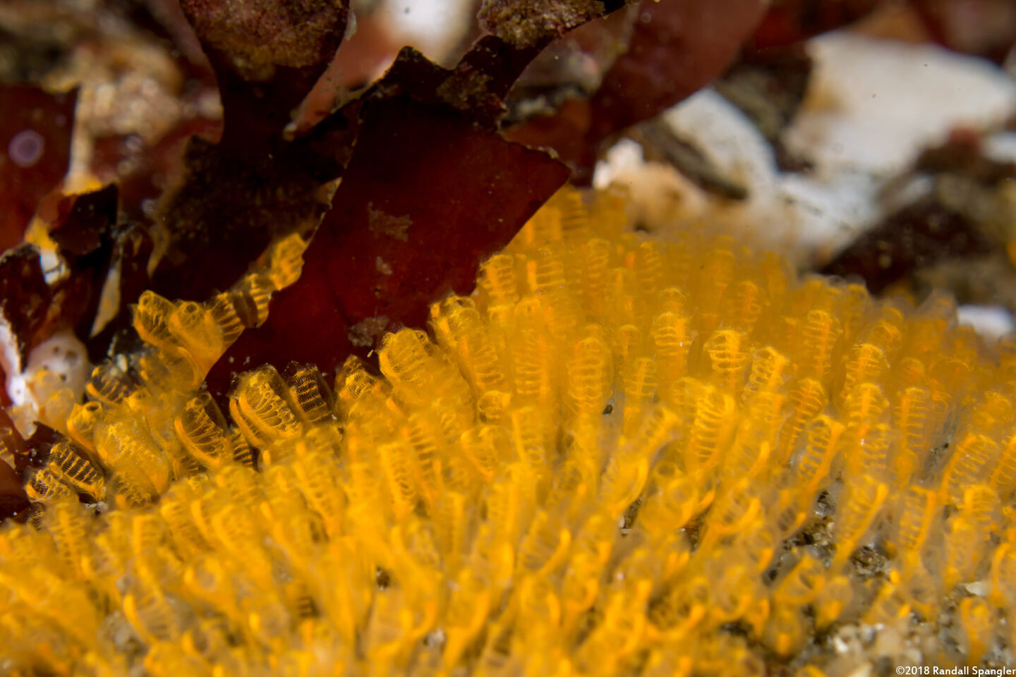 Pycnoclavella stanleyi (Pycnoclavella Stanleyi)