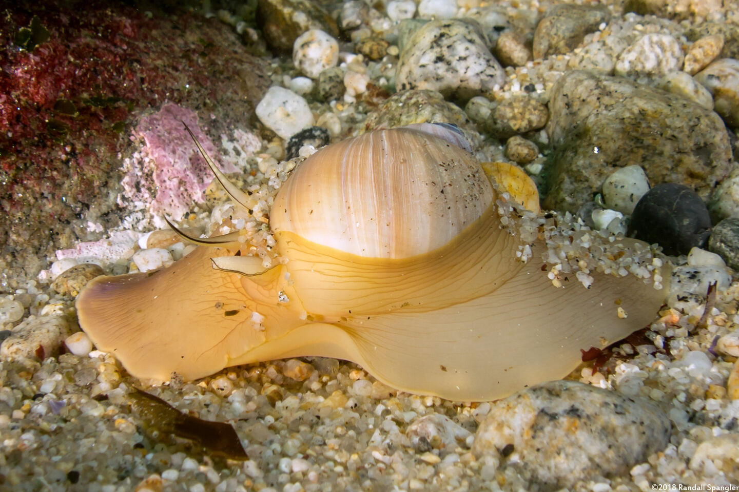 Neverita lewisii (Lewis's Moon Snail)