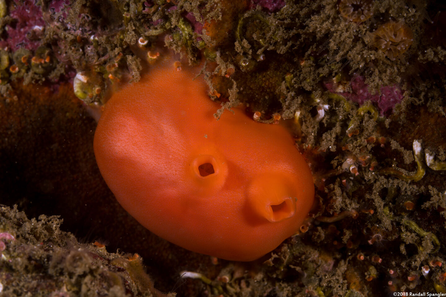 Cnemidocarpa finmarkiensis (Shiny Orange Sea Squirt)