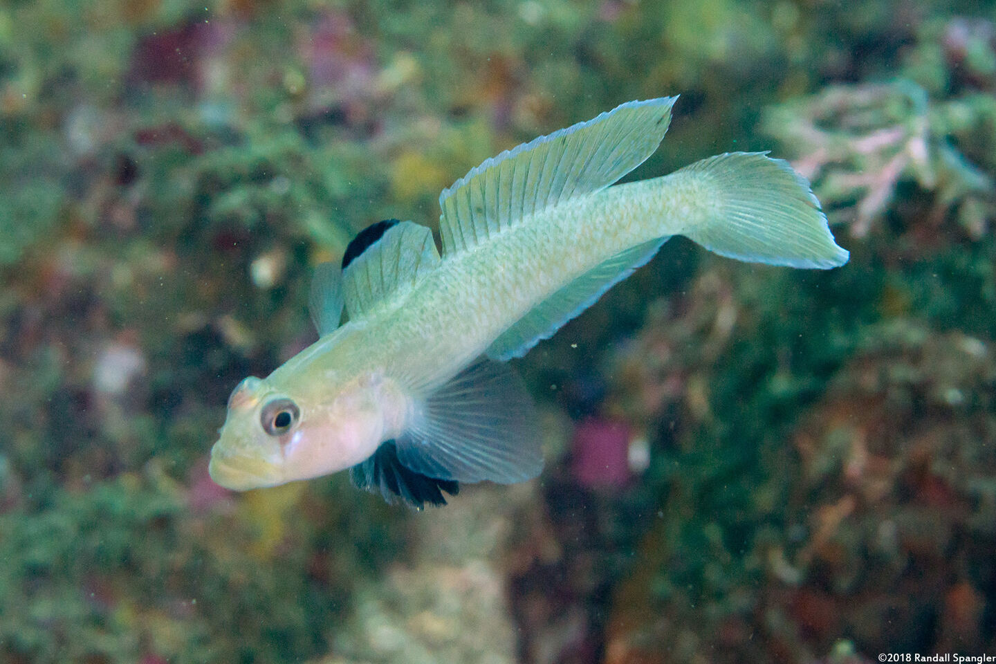 Rhinogobiops nicholsii (Blackeye Goby); Dominant male displaying