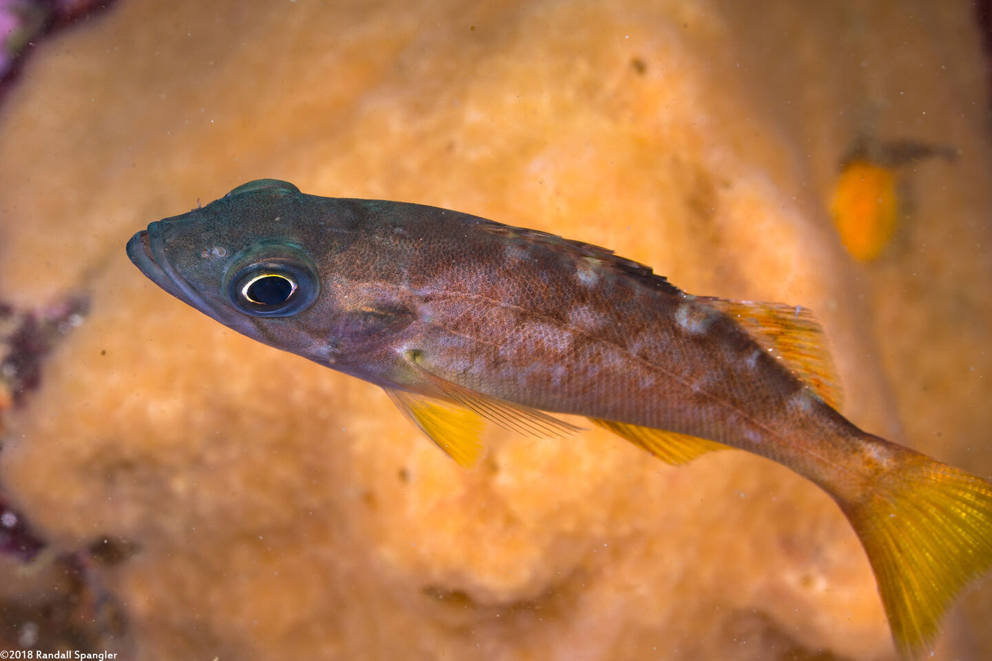 Sebastes flavidus (Yellowtail Rockfish)