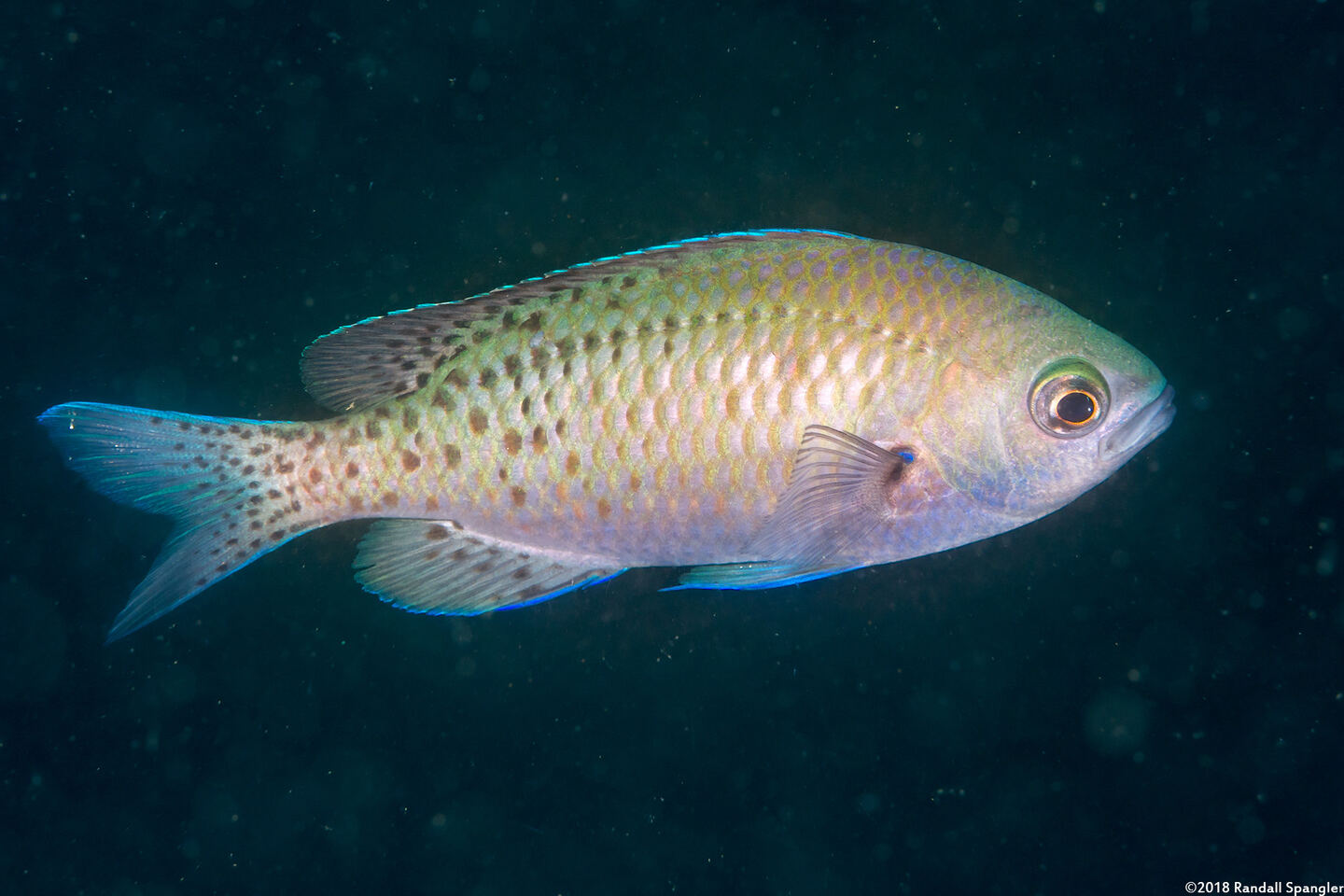 Chromis punctipinnis (Blacksmith)