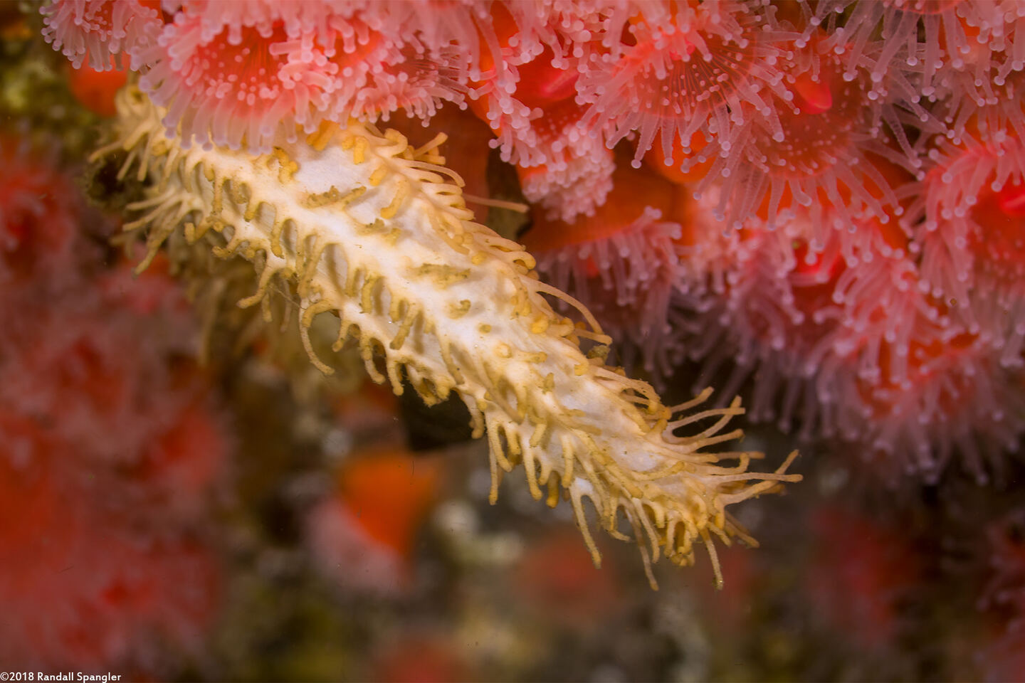 Eupentacta quinquesemita (White Sea Cucumber)