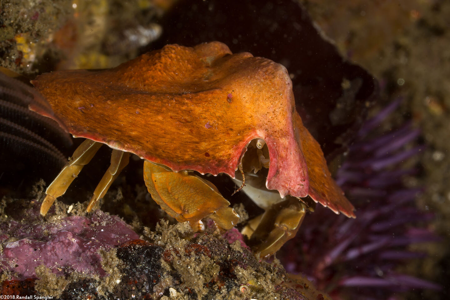 Cryptolithodes sitchensis (Umbrella Crab)