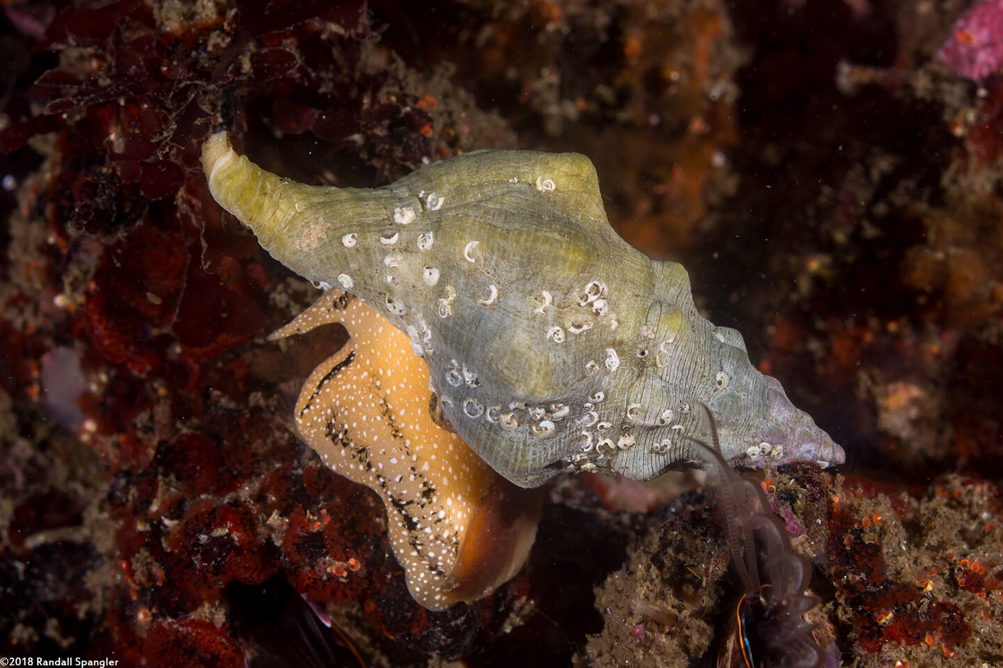 Kelletia kelletii (Kellet's Whelk)