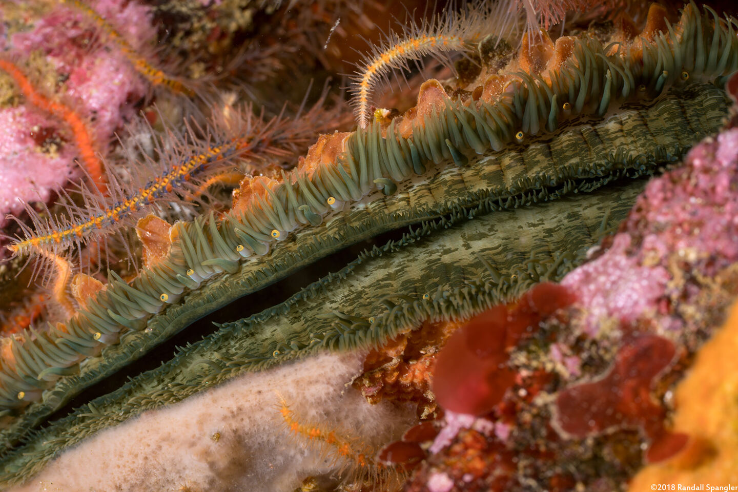 Crassadoma gigantea (Rock Scallop); Scallops have lots of eyes