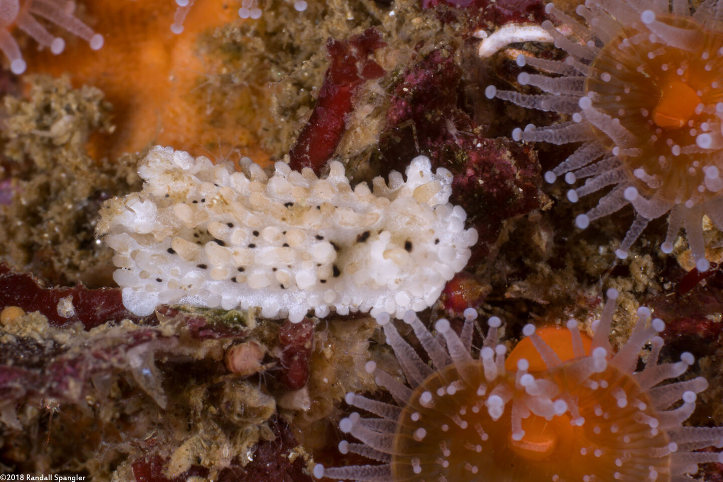 Aegires albopunctatus (Salt-and-Pepper Dorid)