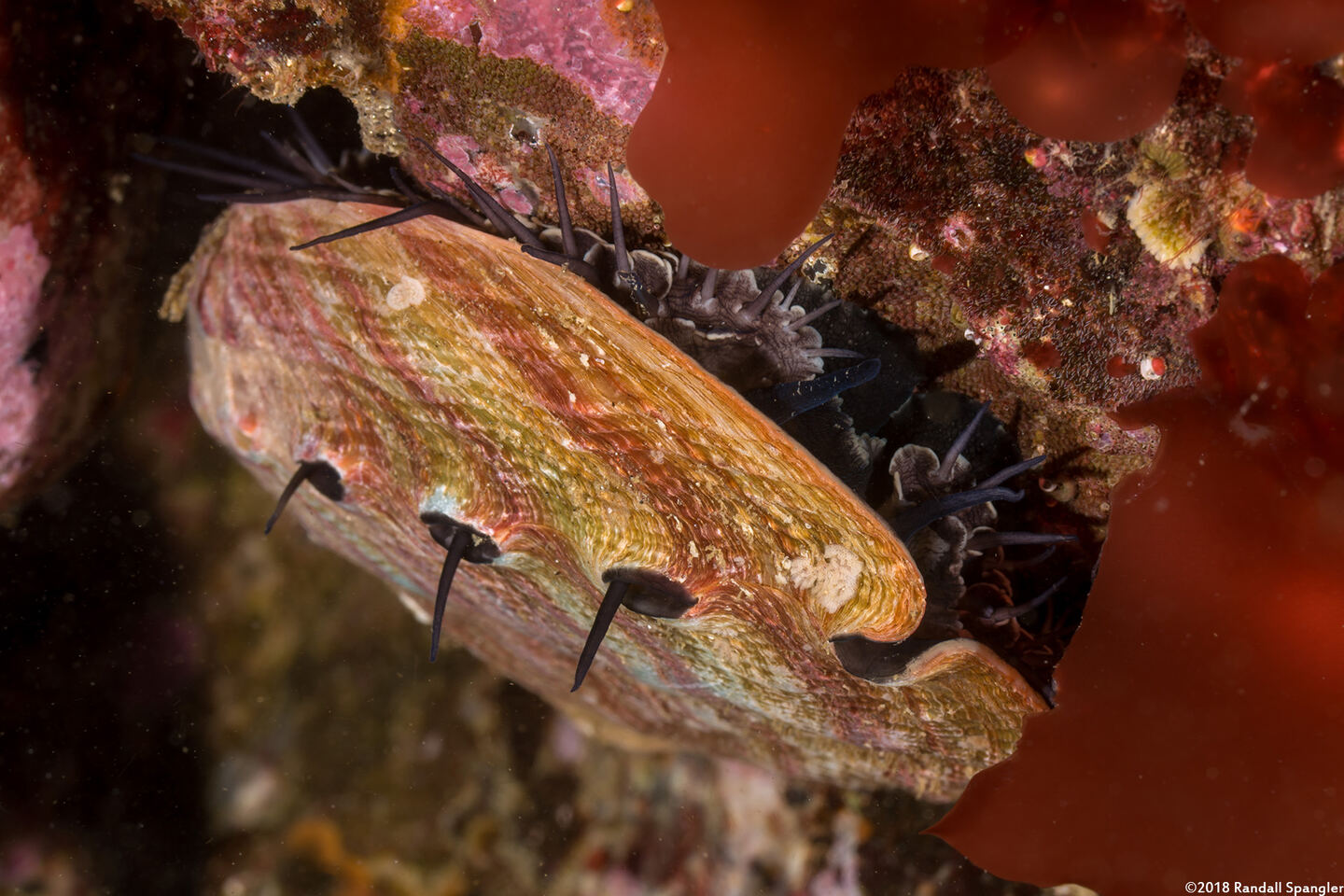 Haliotis rufescens (Red Abalone)