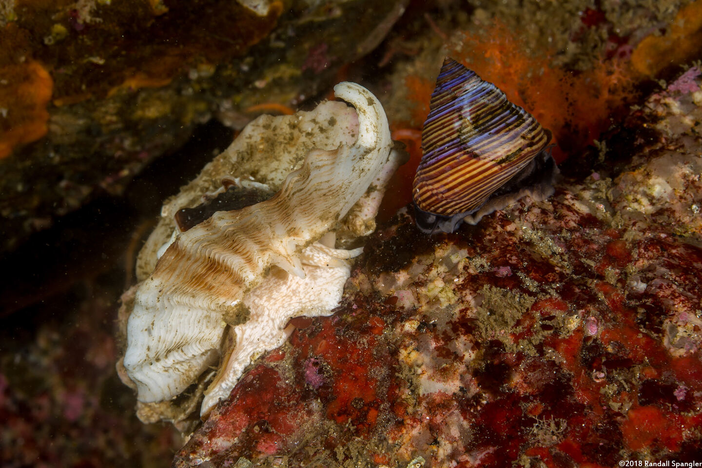 Ceratostoma foliatum (Leafy Hornmouth)