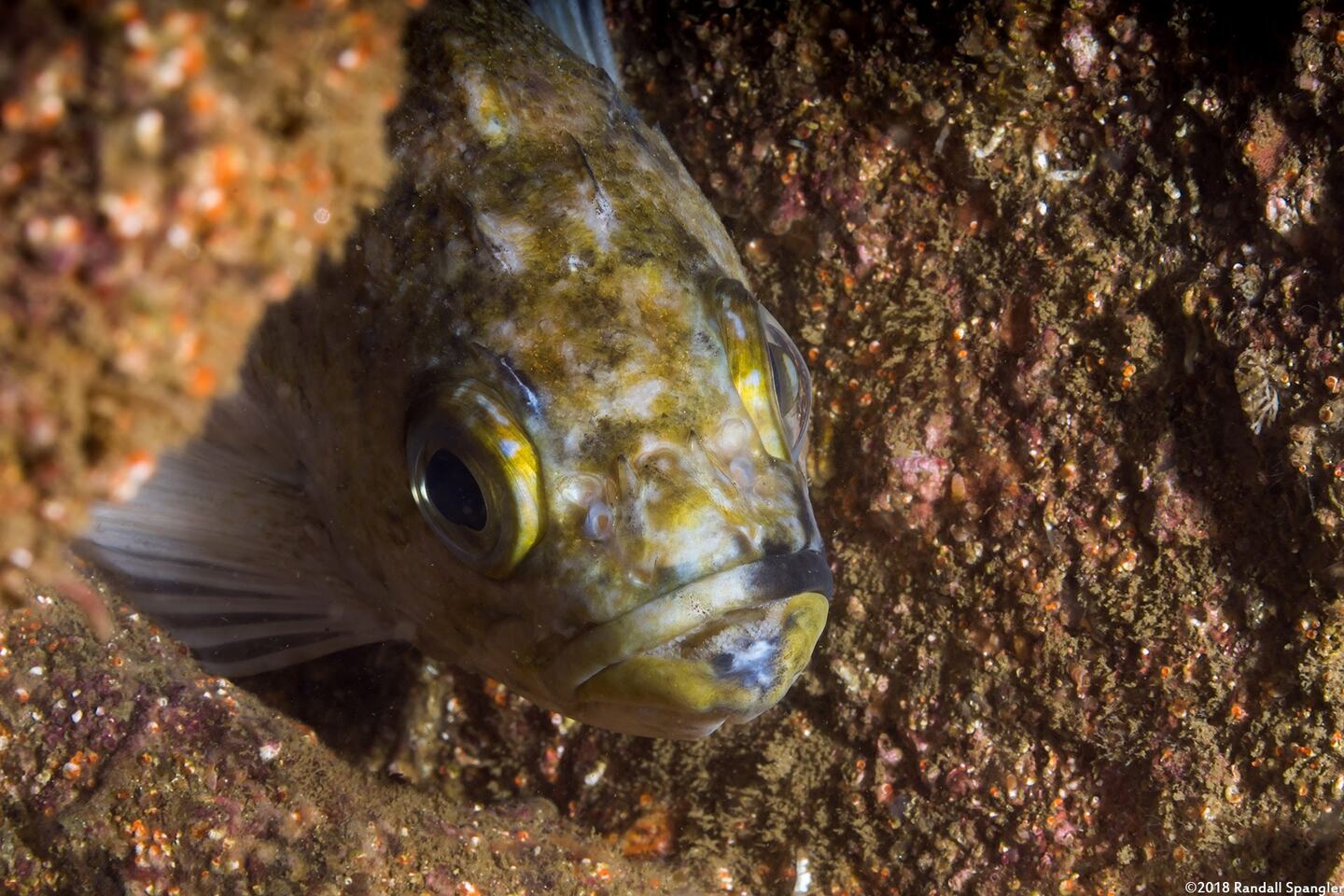 Sebastes atrovirens (Kelp Rockfish)