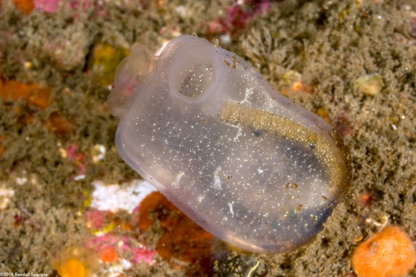 Corella willmeriana (Corella Willmeriana)