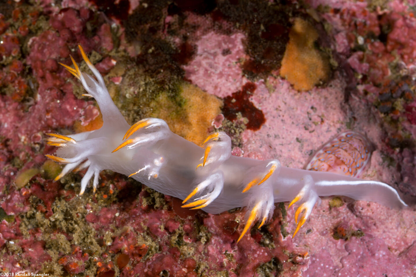 Dendronotus albus (White Dendronotus)