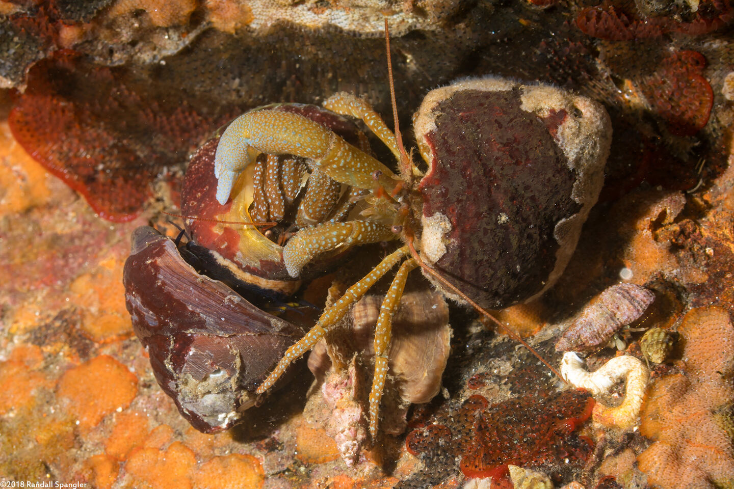 Pagurus granosimanus (Grainyhand Hermit Crab)