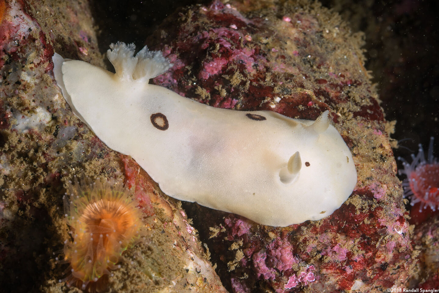 Diaulula sandiegensis (San Diego Dorid)