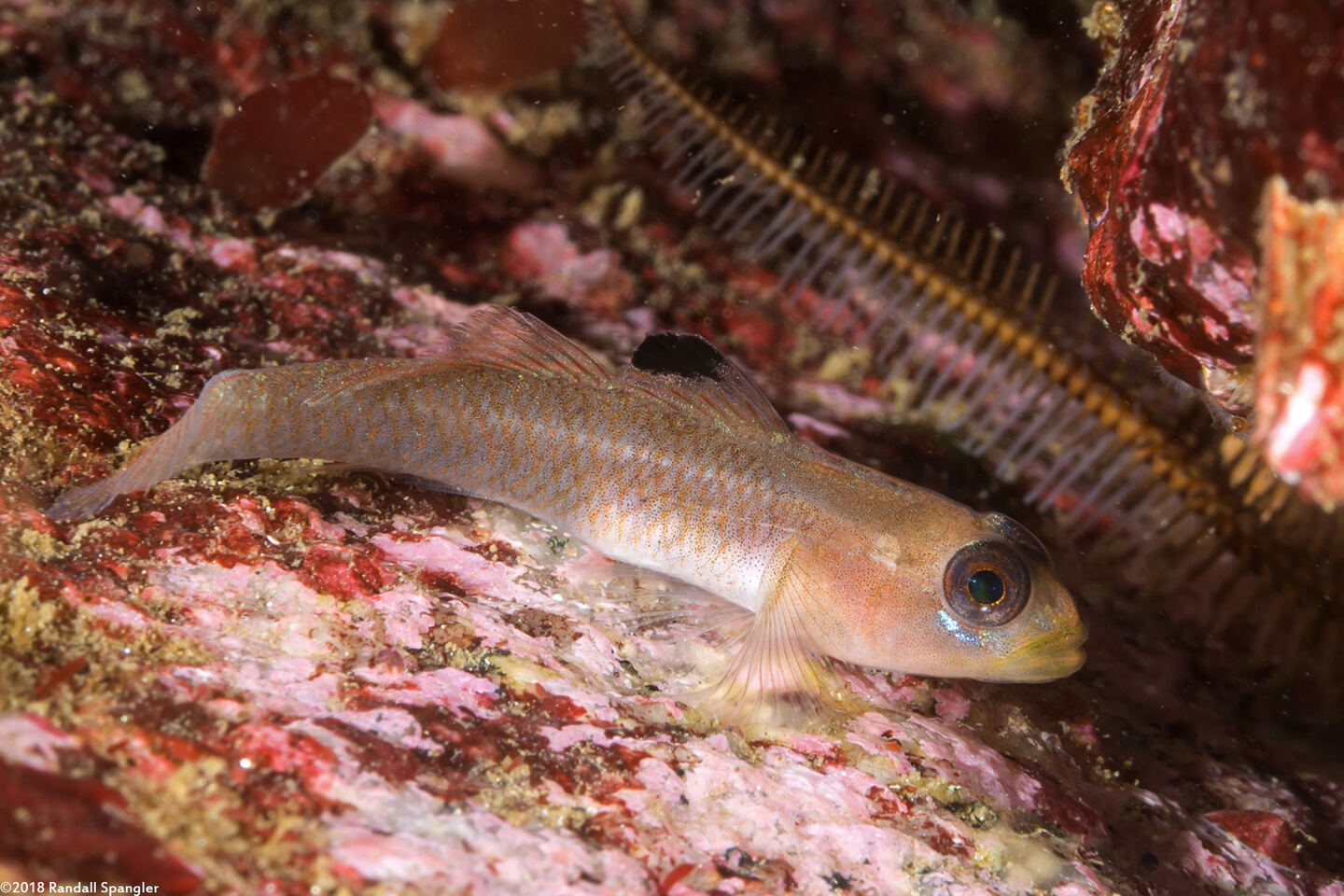 Rhinogobiops nicholsii (Blackeye Goby)
