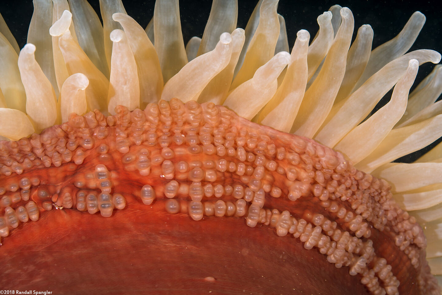 Urticina piscivora (Fish-Eating Urticina); Tubercles on edge of stalk